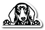 Adorable Dachshund Face 4.5 inch Decal - Sticker Graphic - Auto, Wall - PS762